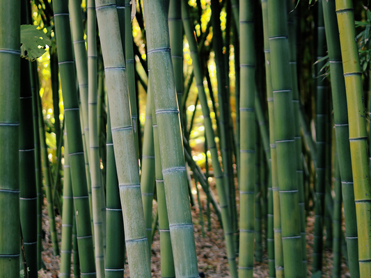 3 причини защо бамбукът превъзхожда памука